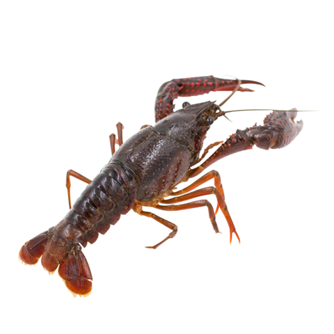 【PNG素材网-png.mixinnet.cn】高清小龙虾