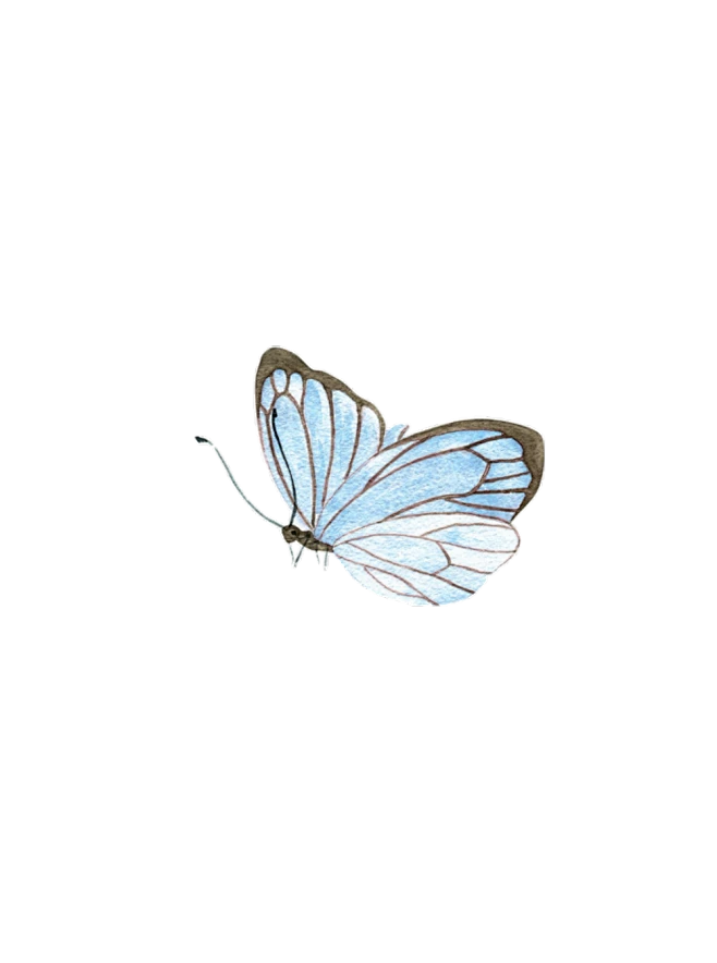 【PNG素材网-png.mixinnet.cn】免扣蝴蝶