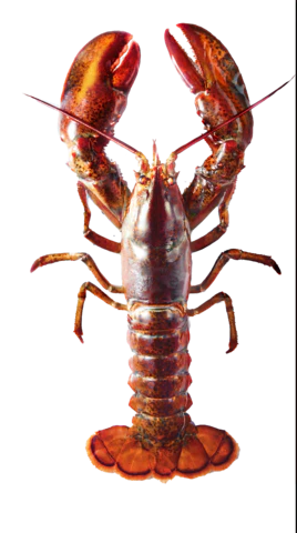 【PNG素材网-png.mixinnet.cn】小龙虾