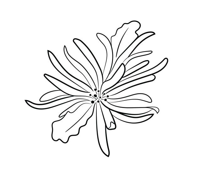 【PNG素材网-png.mixinnet.cn】金缕梅线条