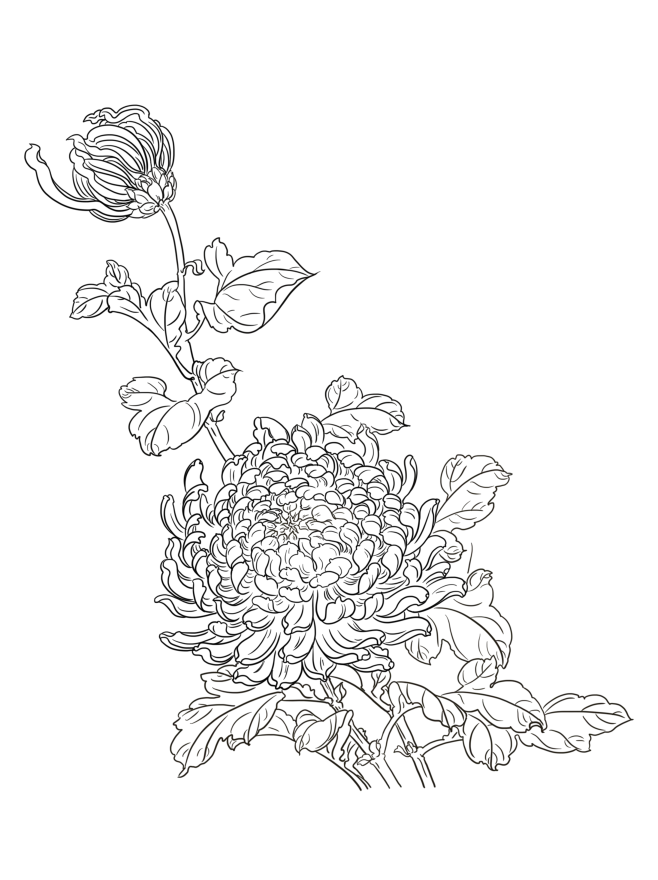 【PNG素材网-png.mixinnet.cn】菊花4