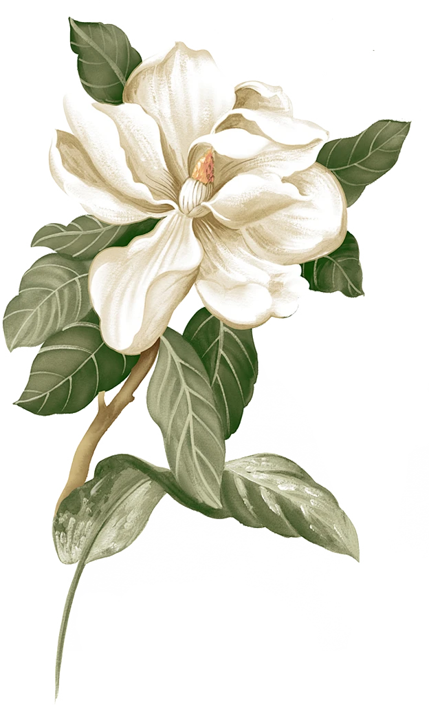 【PNG素材网-png.mixinnet.cn】木槿花