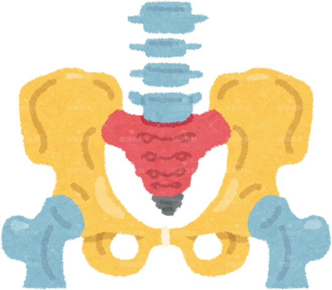 【PNG素材网-png.mixinnet.cn】骨盆的插图，显示了骶骨、髂骨、耻骨、坐骨和尾骨body_ko