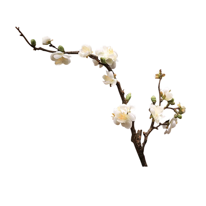 【PNG素材网-png.mixinnet.cn】梅花枝