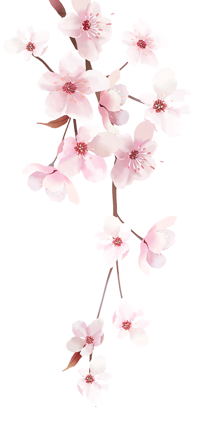 【PNG素材网-png.mixinnet.cn】雨水 杏花