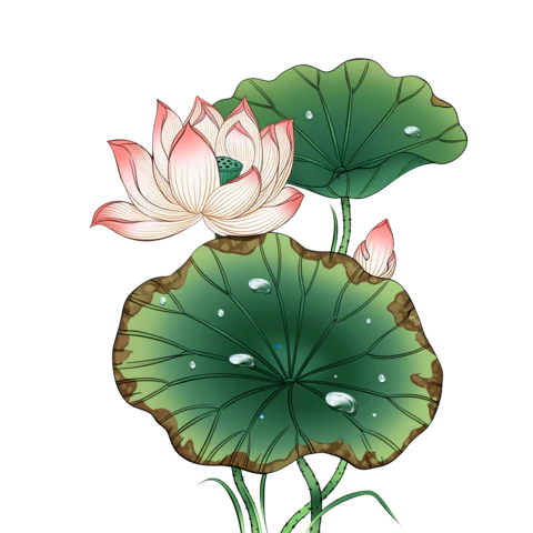【PNG素材网-png.mixinnet.cn】手绘荷花