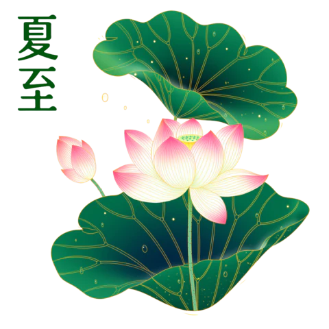 【PNG素材网-png.mixinnet.cn】夏至手绘荷花