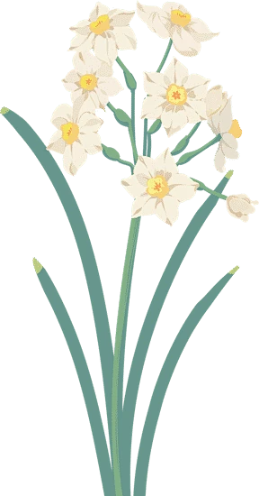 【PNG素材网-png.mixinnet.cn】水仙花png插画