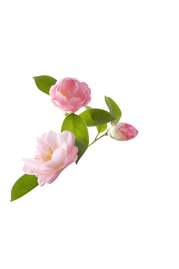【PNG素材网-png.mixinnet.cn】山茶花