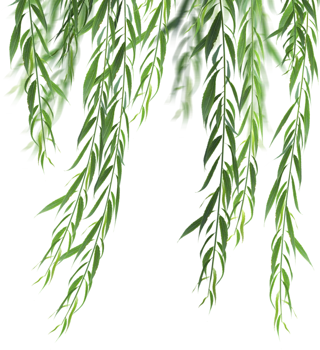 【觅图网-pic.51mitu.com】柳条，柳树，柳叶，柳枝，高清植物免抠素材