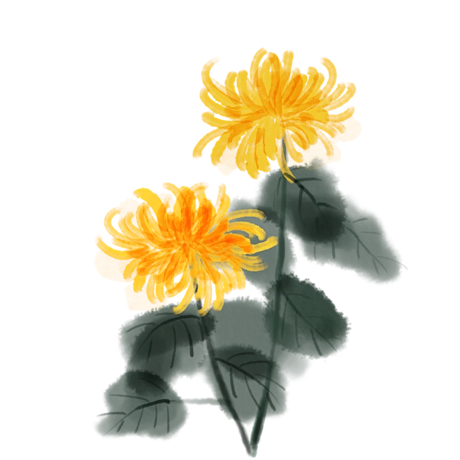 【PNG素材网-png.mixinnet.cn】水墨画菊花元素