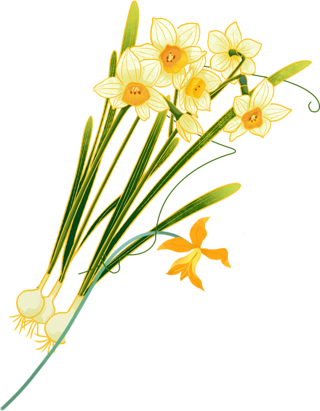 【PNG素材网-png.mixinnet.cn】花束