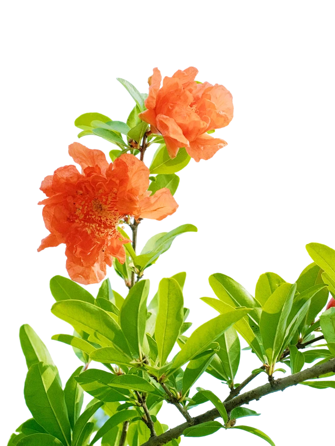 【觅图网-pic.51mitu.com】石榴花png (6)