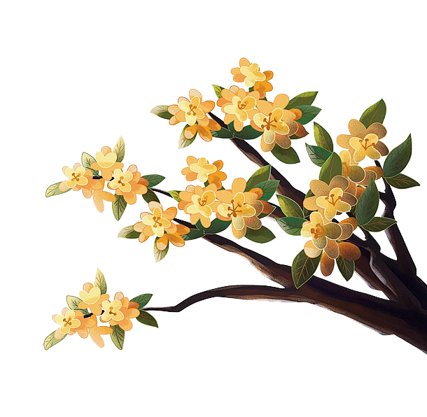 【PNG素材网-png.mixinnet.cn】桂花 (2)