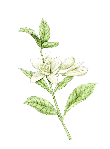 【PNG素材网-png.mixinnet.cn】小暑 茉莉花