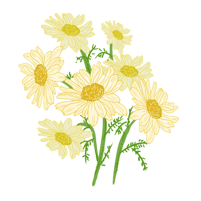 【PNG素材网-png.mixinnet.cn】雏菊