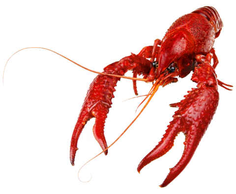 【PNG素材网-png.mixinnet.cn】龙虾