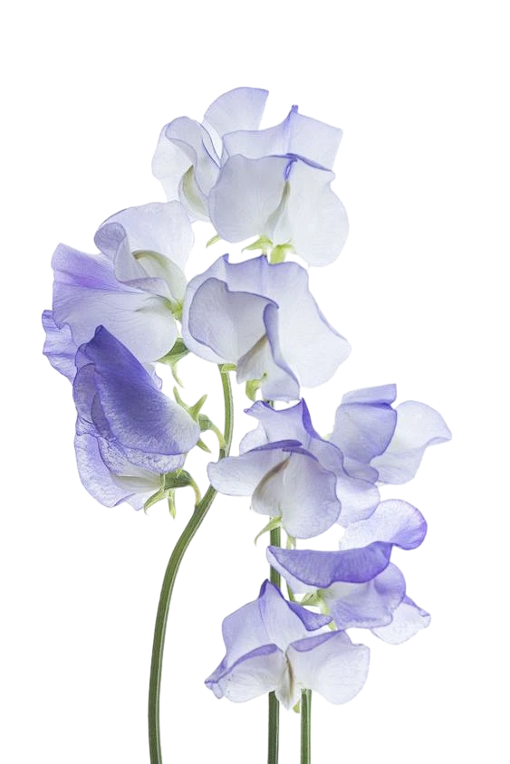 【PNG素材网-png.mixinnet.cn】e99967fabab6aea1aca542b4396b09