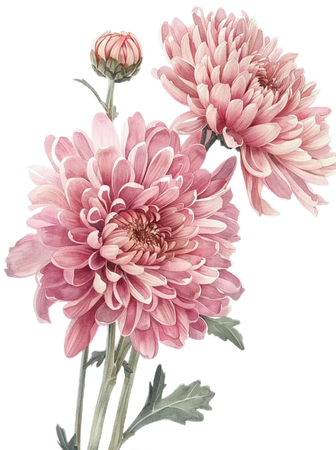 【PNG素材网-png.mixinnet.cn】菊花元素菊花PNG