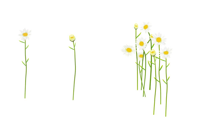 【PNG素材网-png.mixinnet.cn】白菊花02