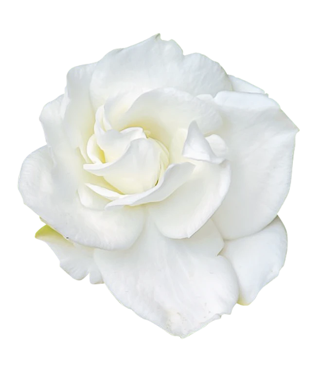 【觅图网-pic.51mitu.com】栀子花1