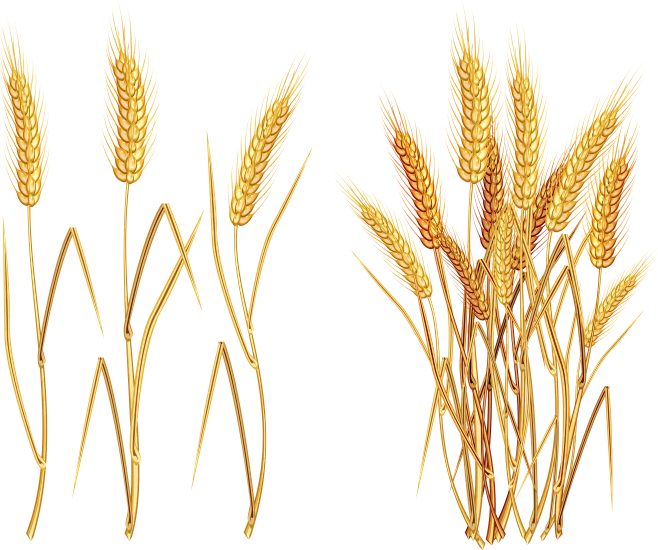 【PNG素材网-png.mixinnet.cn】Wheat PNG