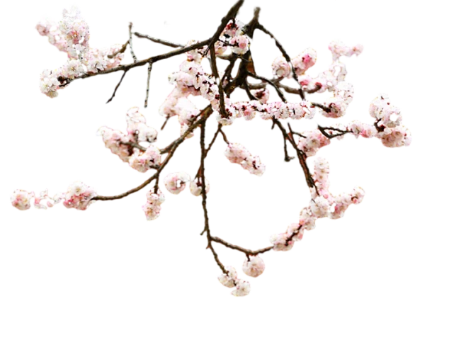 【PNG素材网-png.mixinnet.cn】梅花腊梅png (1)