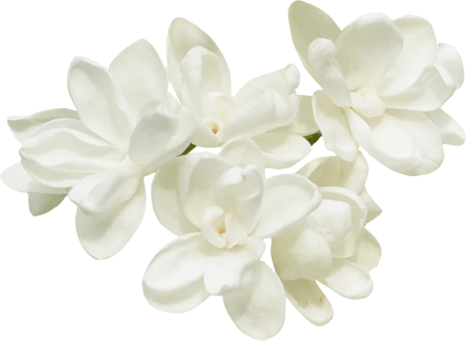 【PNG素材网-png.mixinnet.cn】小暑 茉莉花