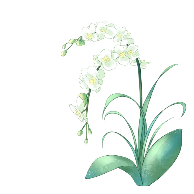 【PNG素材网-png.mixinnet.cn】大寒  香雪兰