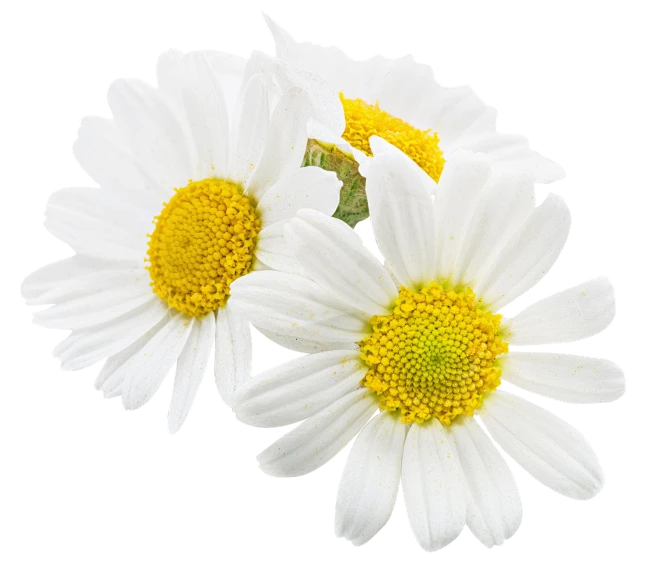 【PNG素材网-png.mixinnet.cn】洋甘菊