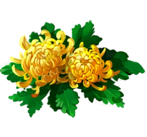 【觅图网-pic.51mitu.com】寒露   菊花