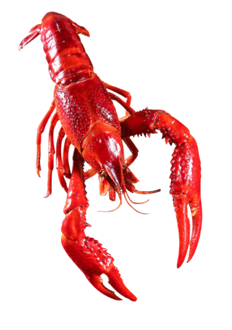 【PNG素材网-png.mixinnet.cn】小龙虾