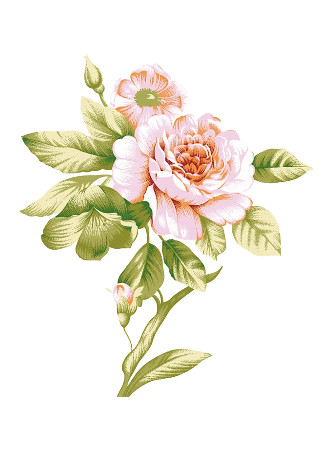 【觅图网-pic.51mitu.com】复古粉牡丹花png