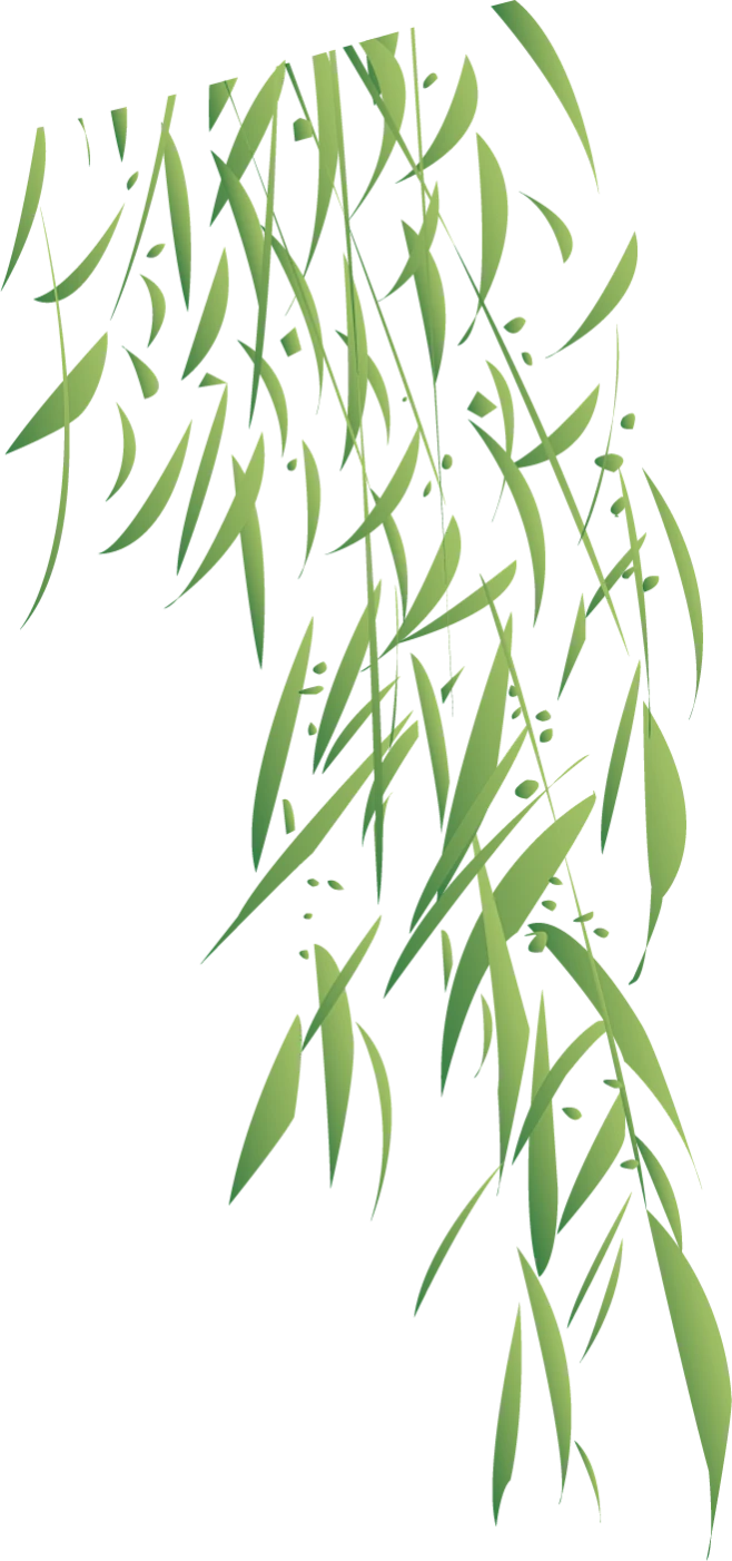 【PNG素材网-png.mixinnet.cn】免抠素材元素 柳树柳叶力图片素材