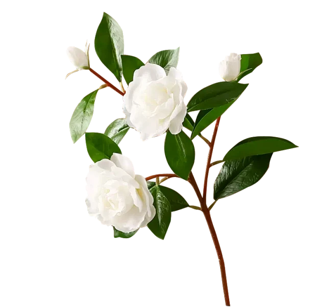 【PNG素材网-png.mixinnet.cn】栀子花