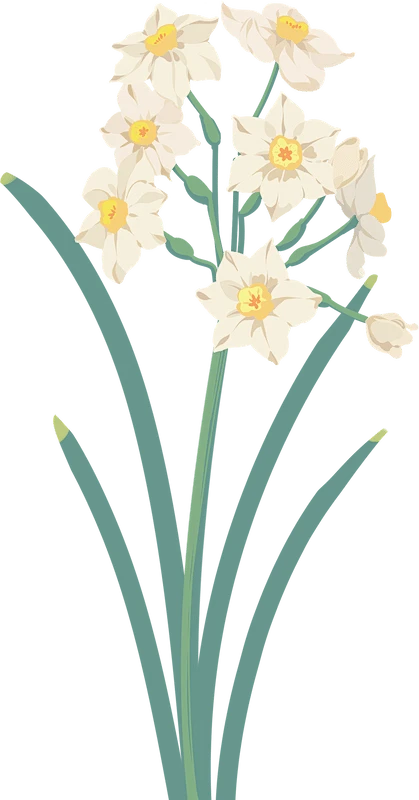 【PNG素材网-png.mixinnet.cn】水仙花png插画