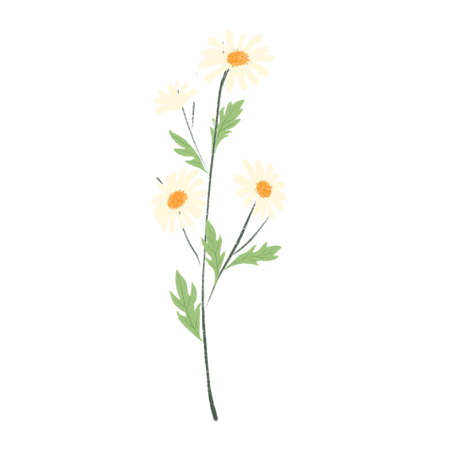 【PNG素材网-png.mixinnet.cn】小雏菊