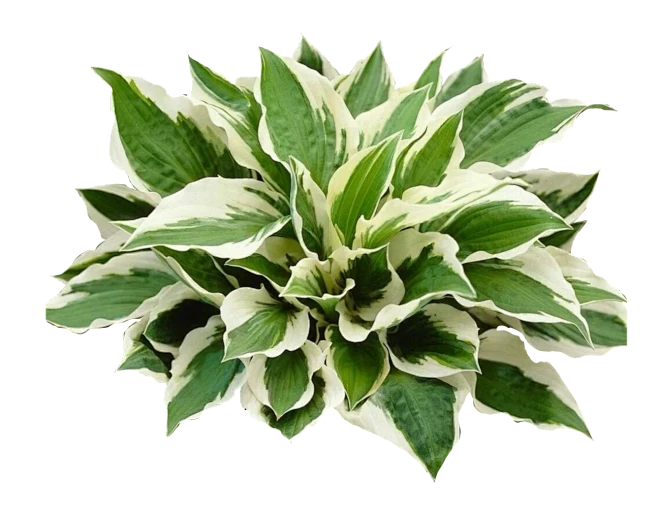 【PNG素材网-png.mixinnet.cn】玉簪 Hosta plantaginea
