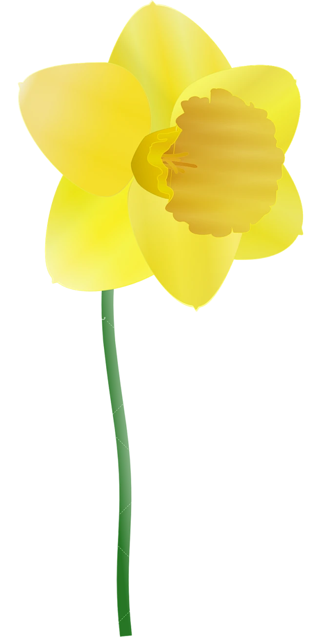 【PNG素材网-png.mixinnet.cn】水仙花 黄色 花 春天 自然 电灯泡 开花 水仙 美丽的花朵