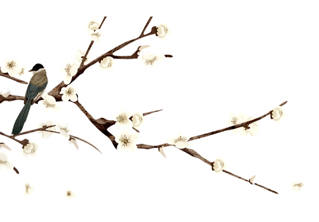 【PNG素材网-png.mixinnet.cn】古典梅花杏花免抠__PNG：