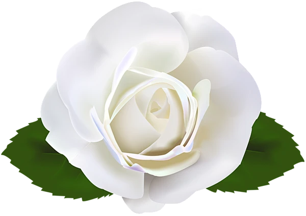【觅图网-pic.51mitu.com】芒种 栀子花