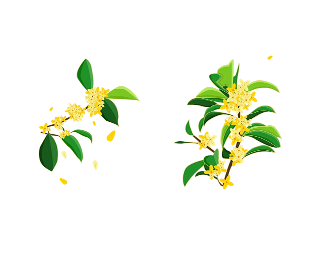 【PNG素材网-png.mixinnet.cn】桂花素材