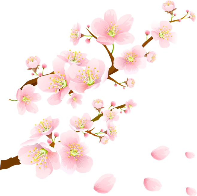 【PNG素材网-png.mixinnet.cn】樱花