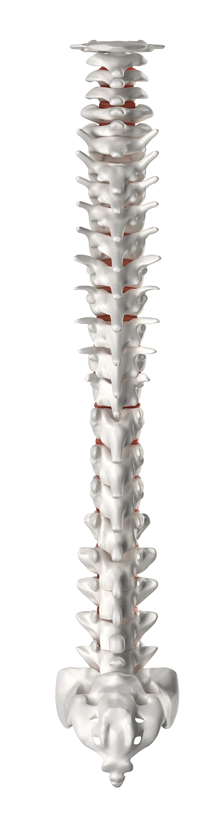 【PNG素材网-png.mixinnet.cn】医疗系列人体骨骼