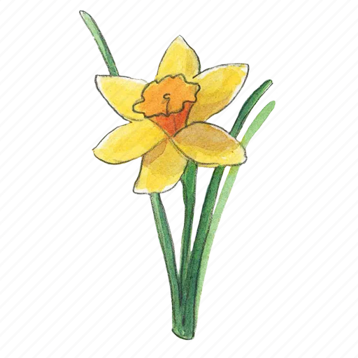 【PNG素材网-png.mixinnet.cn】Narcissus, spring, daffodil, flower icon - Download on Iconfinder