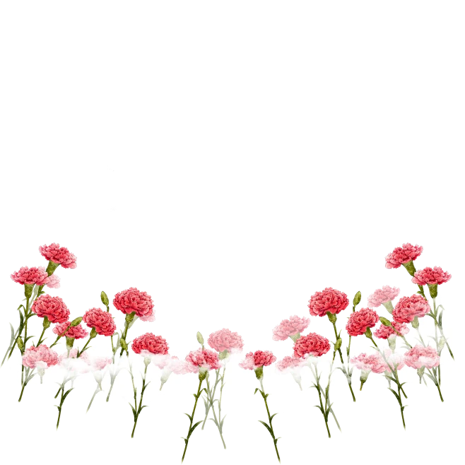【PNG素材网-png.mixinnet.cn】母亲节三八妇女节女王节免抠花朵康乃馨装饰png素材