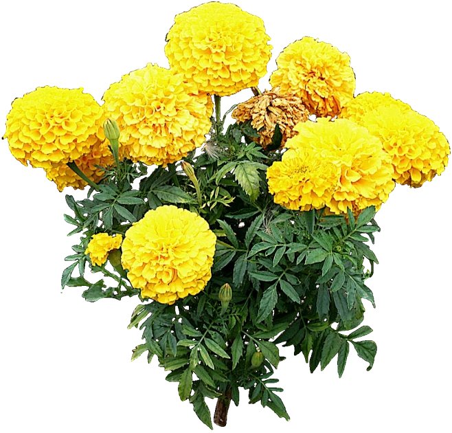 【PNG素材网-png.mixinnet.cn】万寿菊