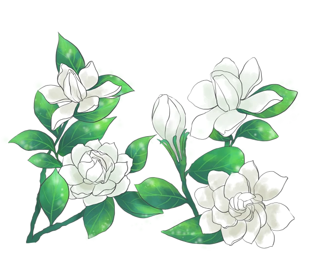 【PNG素材网-png.mixinnet.cn】手绘茉莉花