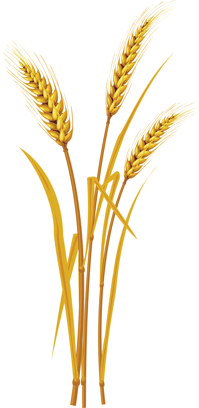 【PNG素材网-png.mixinnet.cn】Wheat PNG