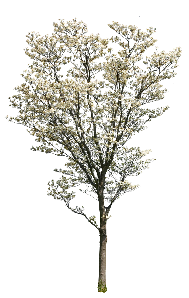 【PNG素材网-png.mixinnet.cn】Tani-tree65